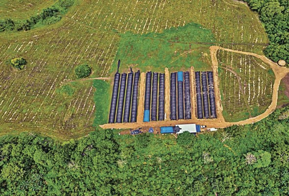 El vivero espera producir un millón de plantas nativas y para 2024 la meta es de 3,6 millones. El vivero espera producir un millón de plantas nativas y para 2024 la meta es de 3,6 millones.