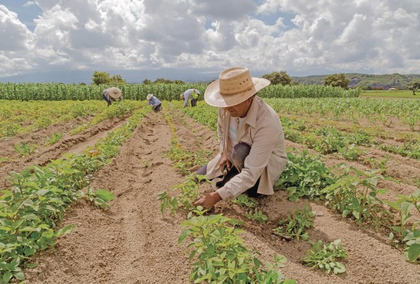 Con el auge y desarrollo de la silvicultura y la agricultura, entre otros factores socioeconómicos, se ha propiciado un descenso considerable en la magnitud del hábitat de muchas especies. Con el auge y desarrollo de la silvicultura y la agricultura, entre otros factores socioeconómicos, se ha propiciado un descenso considerable en la magnitud del hábitat de muchas especies.