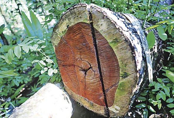 Al menos cinco organizaciones criminales se benefician del comercio ilegal del cocobolo Al menos cinco organizaciones criminales se benefician del comercio ilegal del cocobolo