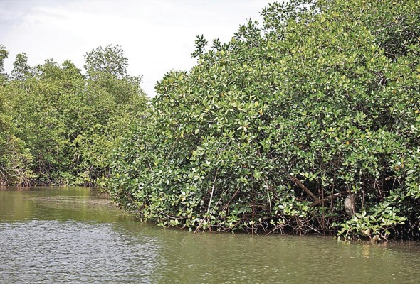Los manglares ayudan a aglutinar y formar los suelos, reducir la velocidad de los flujos de agua y fomentar los depósitos de sedimentos que aminoran la erosión costera. Los manglares ayudan a aglutinar y formar los suelos, reducir la velocidad de los flujos de agua y fomentar los depósitos de sedimentos que aminoran la erosión costera.