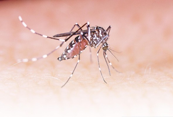 El mosquito Aedes aegypti. El mosquito Aedes aegypti.