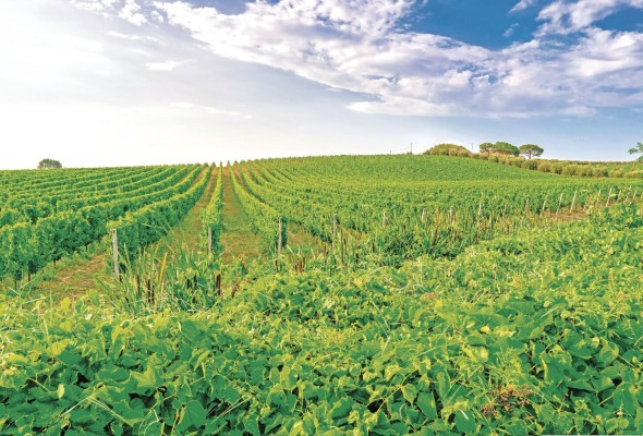 Vista de los viñedos de Abruzzo, al sur de Italia. Vista de los viñedos de Abruzzo, al sur de Italia.