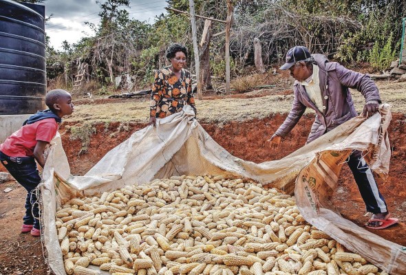 El precio del trigo, el maíz, los aceites vegetales y el queso caen tras un año de guerra en Ucrania. En la imagen ilustrativa de la FAO, una familia en Kenia recoge maíz. El precio del trigo, el maíz, los aceites vegetales y el queso caen tras un año de guerra en Ucrania. En la imagen ilustrativa de la FAO, una familia en Kenia recoge maíz.