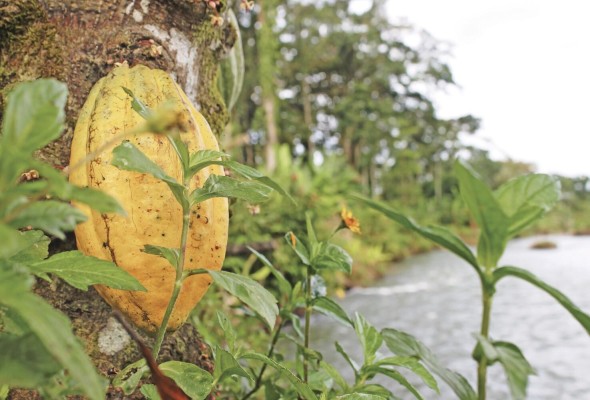 Cacao panameño Cacao panameño