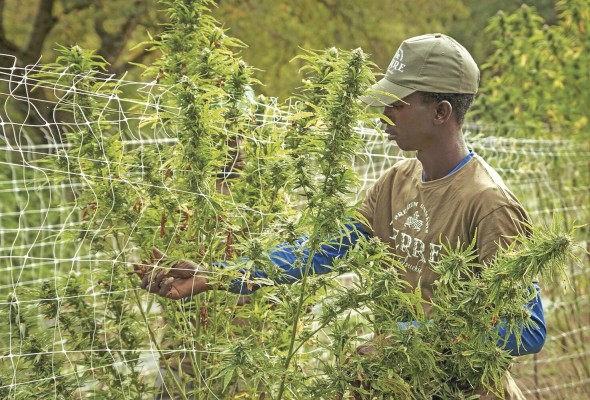 Según la JIFE, en los países donde se ha despenalizado la marihuana el consumo ha aumentado entre 9% y 15%. Según la JIFE, en los países donde se ha despenalizado la marihuana el consumo ha aumentado entre 9% y 15%.