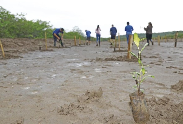 Para reforestar la salina de Los Santos se utilizaron 1,200 plantones de tres variedades de mangle. Para reforestar la salina de Los Santos se utilizaron 1,200 plantones de tres variedades de mangle.