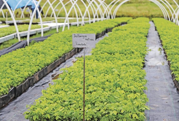 En Arboreal Vivero tienen cultivos de cocobolo, bálsamo, roble, caoba y otras plantas. En Arboreal Vivero tienen cultivos de cocobolo, bálsamo, roble, caoba y otras plantas.