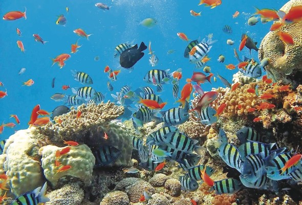 Los arrecifes de coral, también conocidos como “las selvas del mar”, son uno de los ecosistemas más diversos del planeta. Los arrecifes de coral, también conocidos como “las selvas del mar”, son uno de los ecosistemas más diversos del planeta.