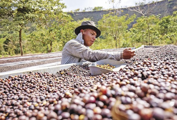 Para Lamastus Jr. “este café es el equivalente a los vinos franceses de mayor calidad a nivel global”. Para Lamastus Jr. “este café es el equivalente a los vinos franceses de mayor calidad a nivel global”.
