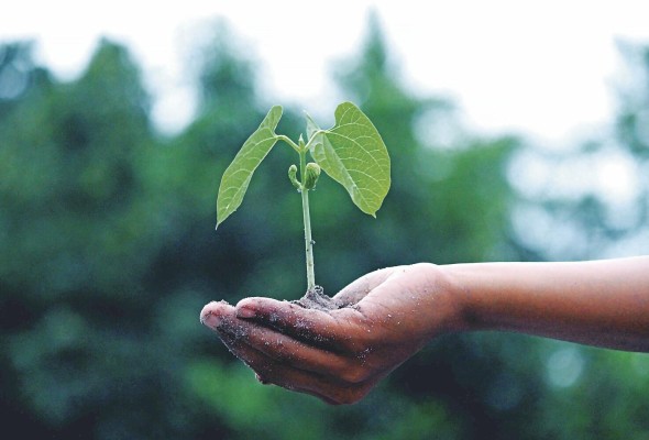 Lograr que la iniciativa de emprendimientos verdes se consolide en América Latina depende de contar con proveedores verdes, que incluyan en sus actividades la reducción del impacto ambiental. Lograr que la iniciativa de emprendimientos verdes se consolide en América Latina depende de contar con proveedores verdes, que incluyan en sus actividades la reducción del impacto ambiental.