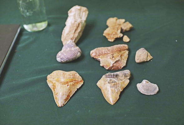 Fósiles de dientes de tiburón extinto Megalodón,dentro del museo Centro E l Tucán. Fósiles de dientes de tiburón extinto Megalodón,dentro del museo Centro E l Tucán.