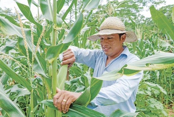 Fotografía de archivo de un hombre mientras revisa un cultivo de maíz. Fotografía de archivo de un hombre mientras revisa un cultivo de maíz.