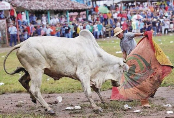 Las corridas de toros se hicieron muy comunes con la llegada de los españoles a la América india. Las corridas de toros se hicieron muy comunes con la llegada de los españoles a la América india.