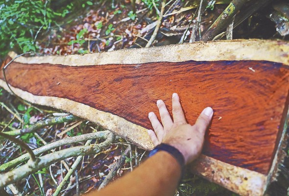 El corazón del tronco es la parte más atractiva y cotizada de la madera en Asia. El corazón del tronco es la parte más atractiva y cotizada de la madera en Asia.
