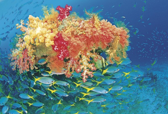 Así, indica la ONU, los peces proporcionan el 20% de las proteínas animales a unos 3.000 millones de personas, y las áreas fértiles provistas de biodiversidad albergan y proveen más del 80% de las plantas de la dieta humana. Así, indica la ONU, los peces proporcionan el 20% de las proteínas animales a unos 3.000 millones de personas, y las áreas fértiles provistas de biodiversidad albergan y proveen más del 80% de las plantas de la dieta humana.