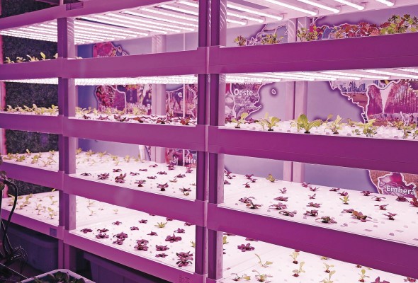 Los alimentos producidos en ambiente controlado son saludables y garantizan un mayor rendimiento y frescura, independientemente de las condiciones climáticas y época del año. Los alimentos producidos en ambiente controlado son saludables y garantizan un mayor rendimiento y frescura, independientemente de las condiciones climáticas y época del año.