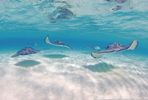 Se puede tener contacto directo con las mantarrayas, “si una de ellas te da un beso, te enamoras por siete años de islas Caimán”. Se puede tener contacto directo con las mantarrayas, “si una de ellas te da un beso, te enamoras por siete años de islas Caimán”.