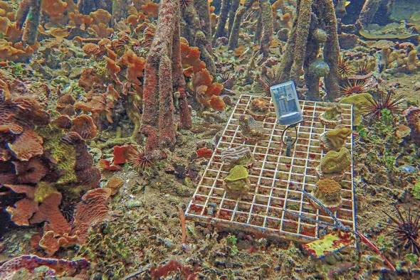 A la mayoría de las especies de coral le va mejor en el entorno sombreado que ofrece el dosel de los manglares. A la mayoría de las especies de coral le va mejor en el entorno sombreado que ofrece el dosel de los manglares.