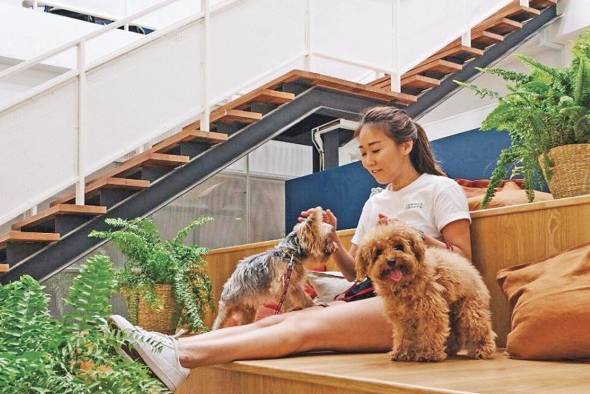 Los espacios 'pet friendly' aportan de manera positiva a la salud mental de las personas. Los espacios 'pet friendly' aportan de manera positiva a la salud mental de las personas.
