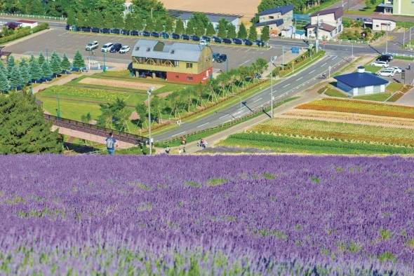 Campos de lavanda en Hokkaido. Campos de lavanda en Hokkaido.