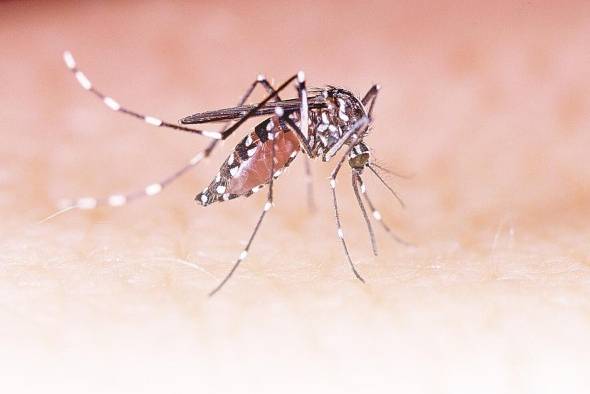 El mosquito Aedes aegypti. El mosquito Aedes aegypti.