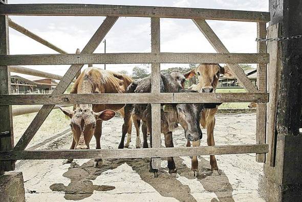 Entre los objetivos IICA está promover la productividad y sostenibilidad de los sistemas agrícolas. Entre los objetivos IICA está promover la productividad y sostenibilidad de los sistemas agrícolas.