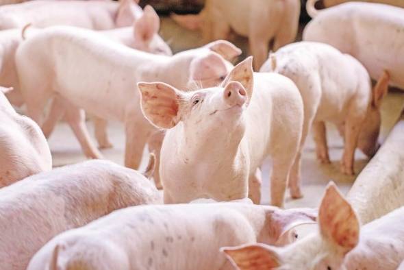 El consumo de cerdo en Panamá se ubica entre los más altos de América Latina y el Caribe. El consumo de cerdo en Panamá se ubica entre los más altos de América Latina y el Caribe.