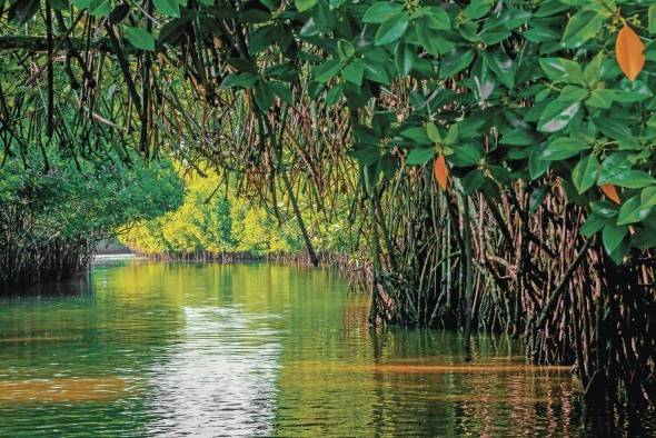 El estudio del BM permite entender que existe un acceso público muy limitado a los ríos, bosques y manglaress. El estudio del BM permite entender que existe un acceso público muy limitado a los ríos, bosques y manglaress.