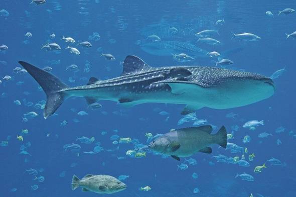 La Embajada de Estados Unidos, en conjunto con Ciudad del Saber, presenta este taller práctico sobre el rol de los tiburones en el océano y por qué es importante protegerlos. Pueden participar niños desde los 6 años. El curso será impartido por Alexandra Guzmán, bióloga marina del Instituto Smithsonian de Investigaciones Tropicales el martes 13 de septiembre de 11:00 a.m. a 1:00 p.m. La Embajada de Estados Unidos, en conjunto con Ciudad del Saber, presenta este taller práctico sobre el rol de los tiburones en el océano y por qué es importante protegerlos. Pueden participar niños desde los 6 años. El curso será impartido por Alexandra Guzmán, bióloga marina del Instituto Smithsonian de Investigaciones Tropicales el martes 13 de septiembre de 11:00 a.m. a 1:00 p.m.