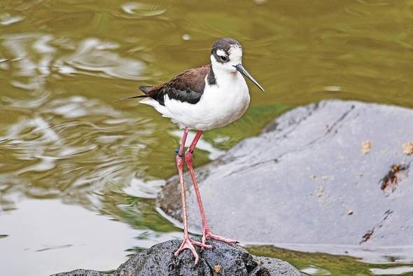 La cigüeñuela de cuello negro es una de las especies que se puede encontrar en el Área de Recursos Manejados Donoso y Omar Torrijos Herrera. La cigüeñuela de cuello negro es una de las especies que se puede encontrar en el Área de Recursos Manejados Donoso y Omar Torrijos Herrera.