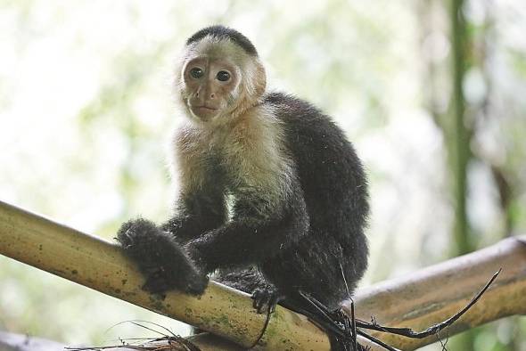 Expertos recomiendan no alimentar a ninguna especie de animales de vida silvestre ni tampoco tenerlo como mascota. Expertos recomiendan no alimentar a ninguna especie de animales de vida silvestre ni tampoco tenerlo como mascota.
