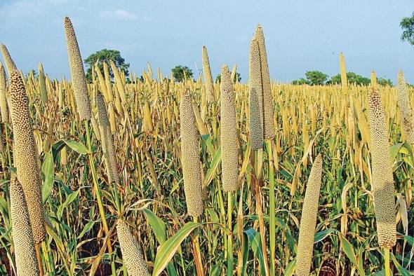 Tolerante a la sequía y las altas temperaturas, y a otros caprichos del cambio climático, el mijo se cultiva sobre todo en tierras poco fértiles, montañosas, tribales y de secano. Tolerante a la sequía y las altas temperaturas, y a otros caprichos del cambio climático, el mijo se cultiva sobre todo en tierras poco fértiles, montañosas, tribales y de secano.