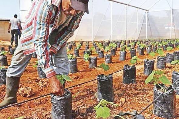 Las primeras acciones apoyarán la producción de granos, raíces, tubérculos y hortalizas. Las primeras acciones apoyarán la producción de granos, raíces, tubérculos y hortalizas.