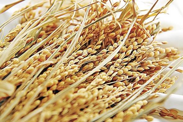 Desde febrero, los índices de precios de los cereales descendieron un 5,6%. Desde febrero, los índices de precios de los cereales descendieron un 5,6%.