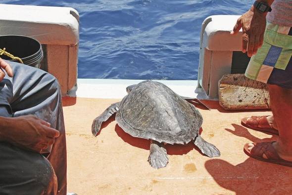 La tortuga baula es la que más se pesca de manera incidental. La tortuga baula es la que más se pesca de manera incidental.