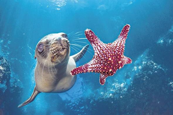 Reproducción de la fotografía 'Sea lion with a starfish', de Hannes Klostermann, en La Paz, estado de Baja California (México). Reproducción de la fotografía 'Sea lion with a starfish', de Hannes Klostermann, en La Paz, estado de Baja California (México).