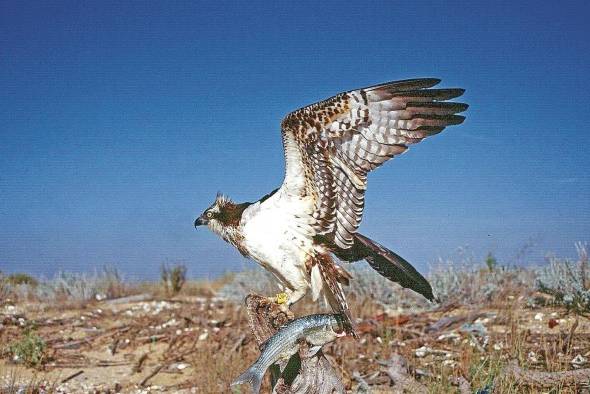 La degradación del suelo impacta el 75% de los ecosistemas. La degradación del suelo impacta el 75% de los ecosistemas.