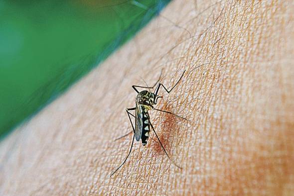 El mosquito 'Aedes aegypti' se presenta en los climas tropicales y subtropicales de todo el planeta. El mosquito 'Aedes aegypti' se presenta en los climas tropicales y subtropicales de todo el planeta.