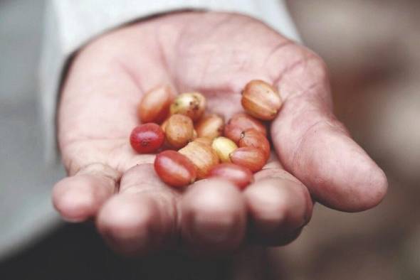 El café La Ceiba es el producto que espera comercializar Coclesito a nivel internacional. El café La Ceiba es el producto que espera comercializar Coclesito a nivel internacional.