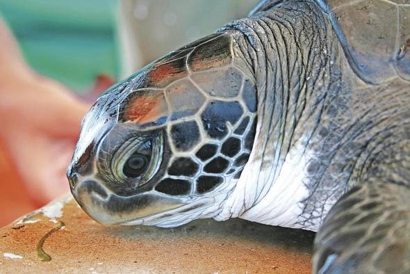 Esta iniciativa brindará a las autoridades información actualizada sobre diferentes flotas de pesca que interactúan con las tortugas marinas. Esta iniciativa brindará a las autoridades información actualizada sobre diferentes flotas de pesca que interactúan con las tortugas marinas.
