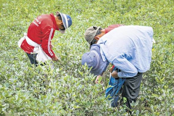 En 2021 se sembraron más de 300.000 hectáreas de cocaína en América Latina. En 2021 se sembraron más de 300.000 hectáreas de cocaína en América Latina.