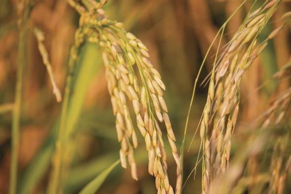 El quintal de arroz húmedo y sucio se le paga al productor a $24.50, puesto en el molino. El quintal de arroz húmedo y sucio se le paga al productor a $24.50, puesto en el molino.
