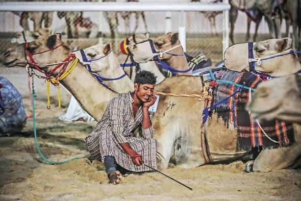 Un camellero espera junto a sus animales el comienzo, al amanecer, de las carreras en el circuito de Al Shahaniya. Un camellero espera junto a sus animales el comienzo, al amanecer, de las carreras en el circuito de Al Shahaniya.