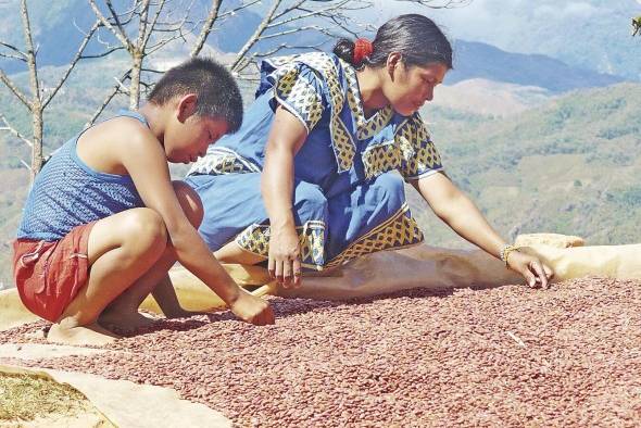Las Escuelas de Campo se implementarán de manera inicial en las comarcas, por su alto índice de pobreza. Las Escuelas de Campo se implementarán de manera inicial en las comarcas, por su alto índice de pobreza.