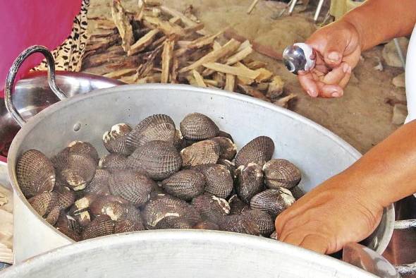 Los pobladores explotan la concha negra de los manglares. Los pobladores explotan la concha negra de los manglares.