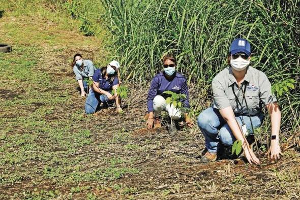 A fin de servir al medio ambiente, Panamá comenzó un plan de reforestación. A fin de servir al medio ambiente, Panamá comenzó un plan de reforestación.