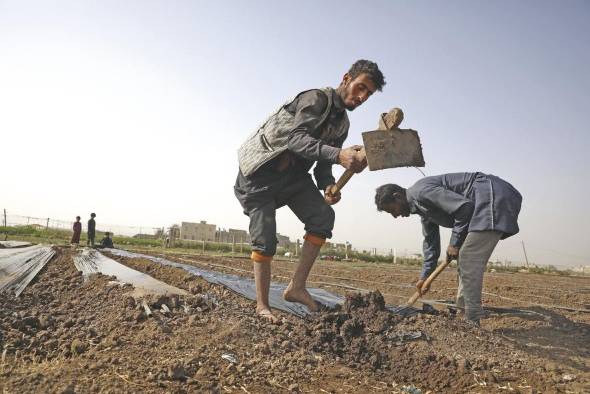 Unos granjeros en Saná, Yemen –uno de los 'Países menos adelantados'–, trabajan la tierra. Unos granjeros en Saná, Yemen –uno de los 'Países menos adelantados'–, trabajan la tierra.