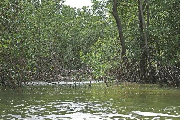 Los ecosistemas de manglar, las marismas y los pastos marinos se encuentran en todos los continentes, excepto la Antártida Los ecosistemas de manglar, las marismas y los pastos marinos se encuentran en todos los continentes, excepto la Antártida
