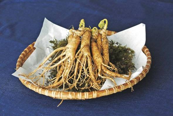 Estudios avalan los beneficios del ginseng. Estudios avalan los beneficios del ginseng.