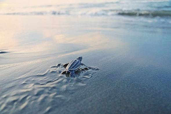 Una vez las tortugas nacen, se dirigen al mar donde luchan por sobrevivir. Una vez las tortugas nacen, se dirigen al mar donde luchan por sobrevivir.